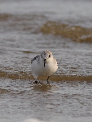 Calidris alba - Sanderling