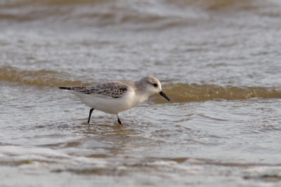 Calidris alba - Sanderling
