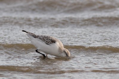 Calidris alba - Sanderling