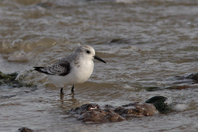 Calidris alba - Sanderling