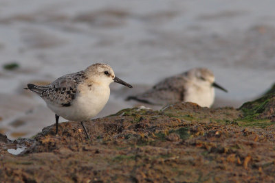Calidris alba - Sanderling