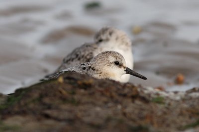 Calidris alba - Sanderling