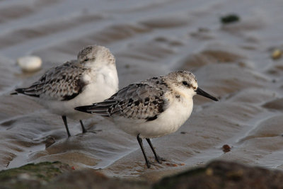 Calidris alba - Sanderling