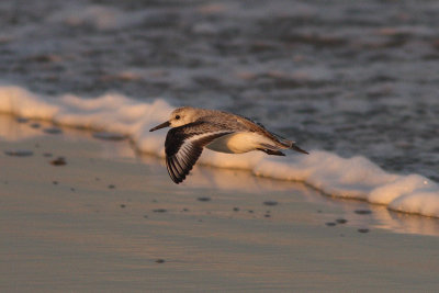 Calidris alba - Sanderling