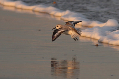 Calidris alba - Sanderling