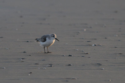 Calidris alba - Sanderling