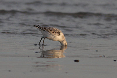 Calidris alba - Sanderling