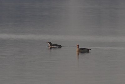 Gavia arctica / Black-throated Diver with Alopochen aegyptiacus / Egyptian Goose