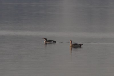 Gavia arctica / Black-throated Diver with Alopochen aegyptiacus / Egyptian Goose
