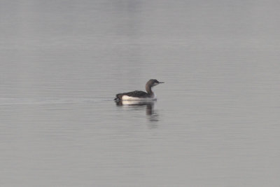 Gavia arctica - Black-throated Diver