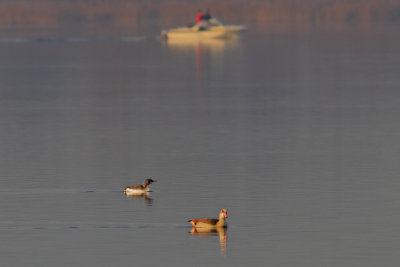 Gavia arctica / Black-throated Diver with Alopochen aegyptiacus / Egyptian Goose

