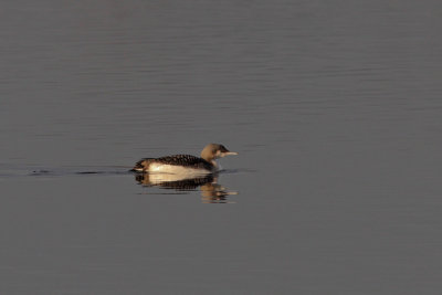 Gavia arctica - Black-throated Diver