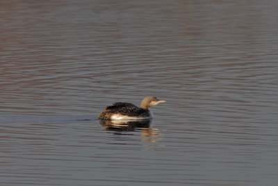 Gavia arctica - Black-throated Diver