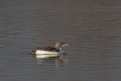 Gavia arctica - Black-throated Diver