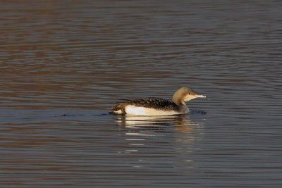 Gavia arctica - Black-throated Diver