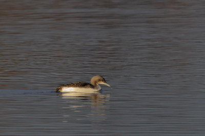 Gavia arctica - Black-throated Diver