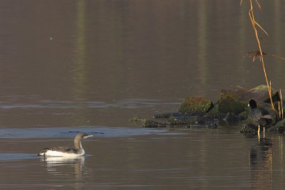 Gavia arctica - Black-throated Diver