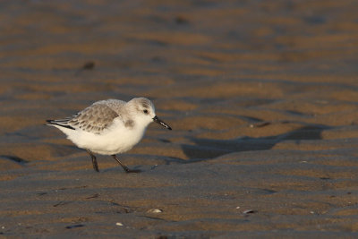 Calidris alba - Sanderling