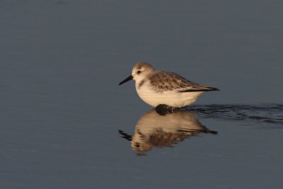 Calidris alba - Sanderling