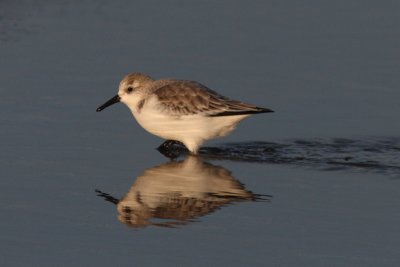Calidris alba - Sanderling