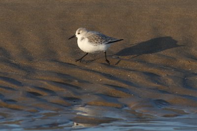 Calidris alba - Sanderling