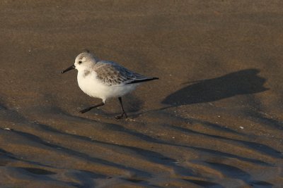 Calidris alba - Drieteenstrandloper