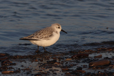 Calidris alba - Sanderling