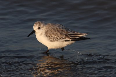 Calidris alba - Sanderling