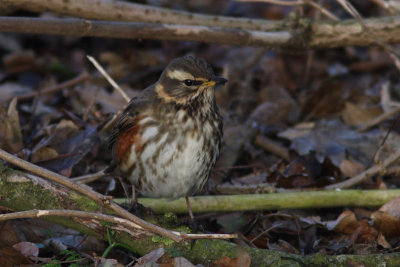 Turdus iliacus - Redwing