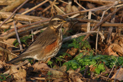 Turdus iliacus - Redwing