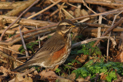 Turdus iliacus - Redwing