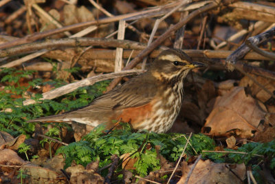 Turdus iliacus - Redwing