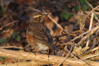 Turdus iliacus - Redwing