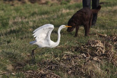 Casmerodius albus albus - Western Great Egret