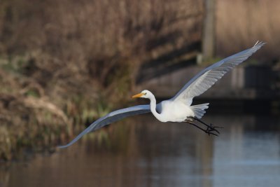 Casmerodius albus albus - Western Great Egret