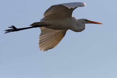 Casmerodius albus - Great Egret in backlight, full frame