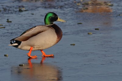 Anas platyrhynchos - Mallard