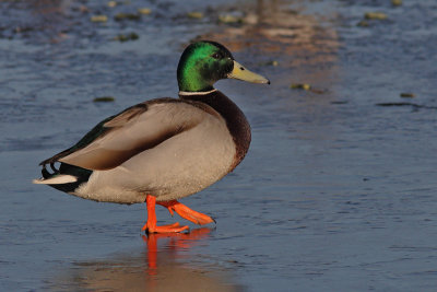 Anas platyrhynchos - Mallard