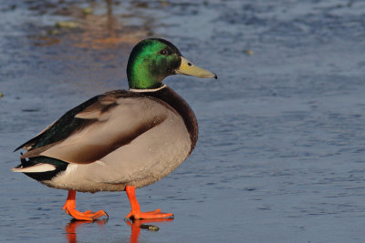Anas platyrhynchos - Mallard