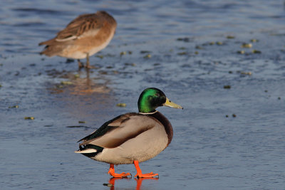 Anas platyrhynchos - Mallard