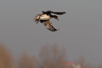 Anas penelope - Eurasian Wigeon