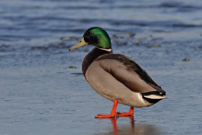 Anas platyrhynchos - Mallard