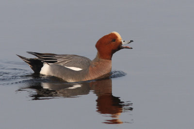Anas penelope - Eurasian Wigeon