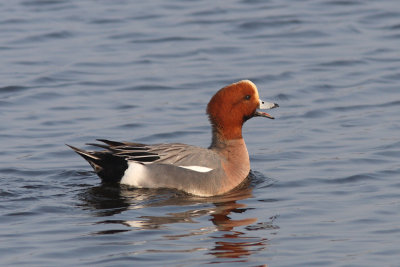 Anas penelope - Eurasian Wigeon