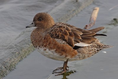 Anas penelope - Eurasian Wigeon