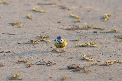 Cyanistes caeruleus - Blue Tit