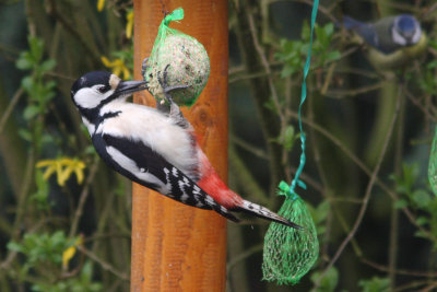 Dendrocopos major - Great-spotted Woodpecker