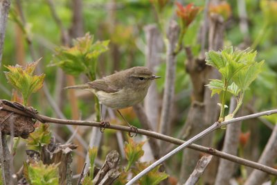 Phylloscopus collybita - Chiffchaff