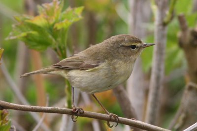 Phylloscopus collybita - Chiffchaff