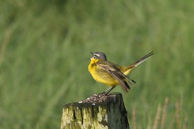 Motacilla flava - Blue-headed Wagtail